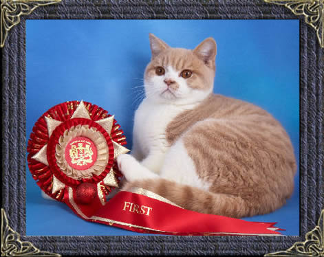 britsih Shorthairs